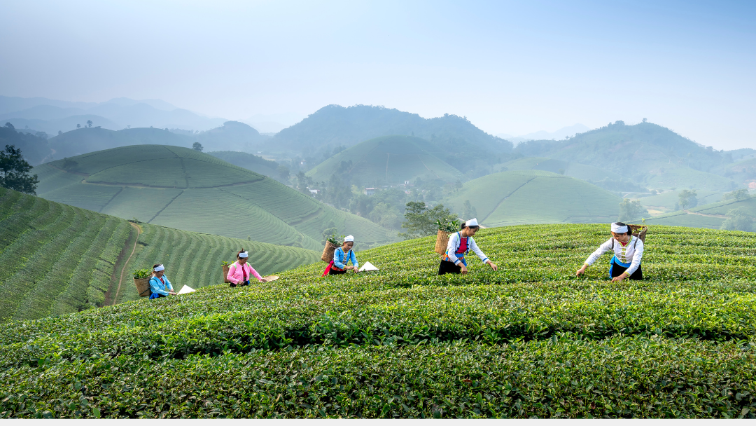 Matcha Tea: The Japanese Secret to a Long and Healthy Life